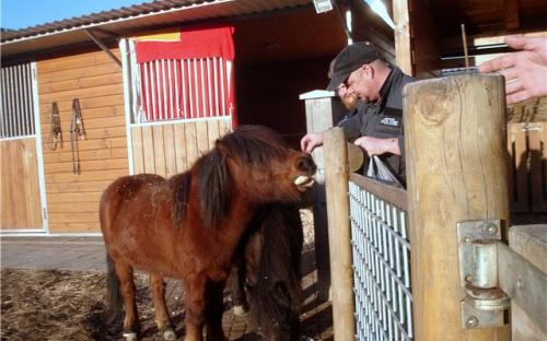 Загон для лошадей