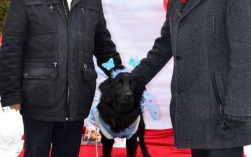 Лохматая команда из Центра обращения с животными праздновала День Святого Валентина в зооветеринарной академии