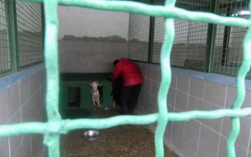 Репортаж. Утро в Приюте Центра обращения с животными