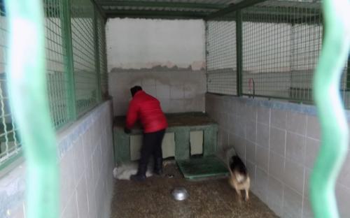 Репортаж. Утро в Приюте Центра обращения с животными