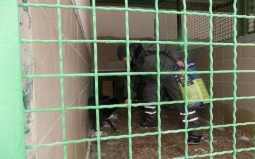 Репортаж. Утро в Приюте Центра обращения с животными