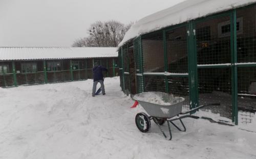 Репортаж. Утро в Приюте Центра обращения с животными