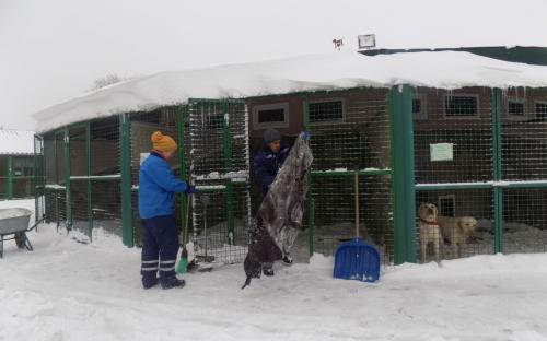 Репортаж. Утро в Приюте Центра обращения с животными