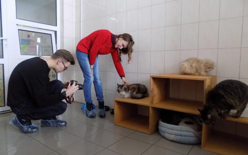 Приютские кошки позировали для конкурса красоты