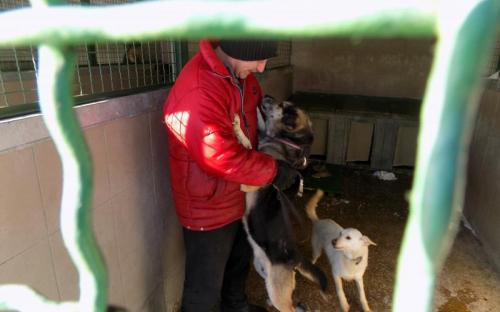 В приюте Центра обращения с животными около 120 собак ждут новых хозяев