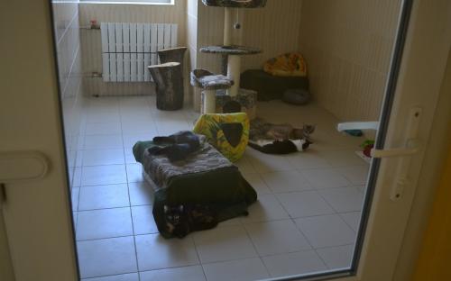 Харьковский приют для бездомных животных