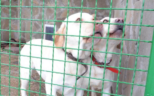 Ю. Шаповалова, директор КП "Центр обращения с животными" стала гостем газеты "Харьковские известия". 