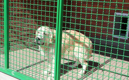 Четырёхлапым нужен дом