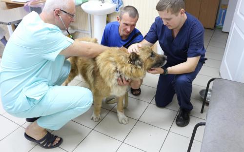 Четырёхлапым нужен дом