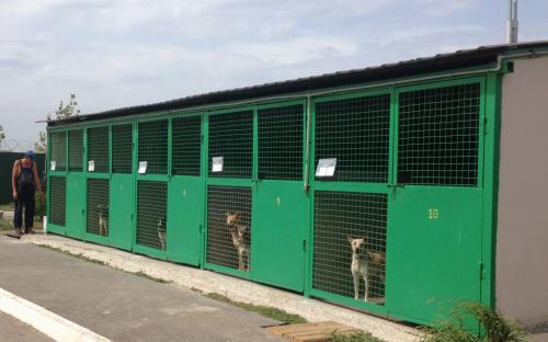 Харьковский приют для бездомных животных