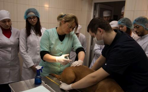 Первокурсники зооветакадемии в ветклинике Центра от теории переходят к практике