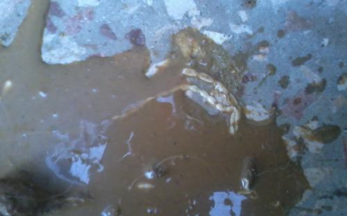 Предотвращение заражения дипилидиозом человека