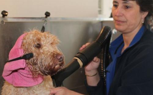 "Вам чай или кофе?" - в собачьих спа-салонах все как у людей