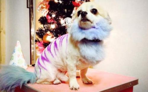 Вики Аллендер уверена, что Фреду нравится его необычная окраска