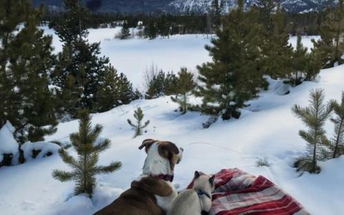 Дружба кота Балу и собаки Генри покорила Instagram