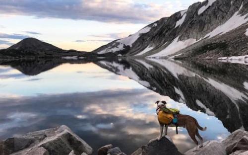 Дружба кота Балу и собаки Генри покорила Instagram