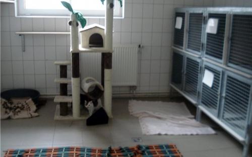 зона чистого приюта, где люди могут выбрать животное