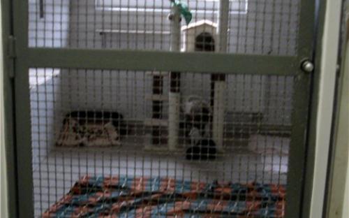 зона чистого приюта, где люди могут выбрать животное