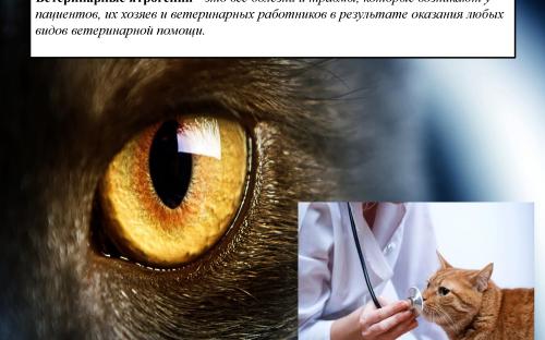 Ятрогения в ветеринарной медицине