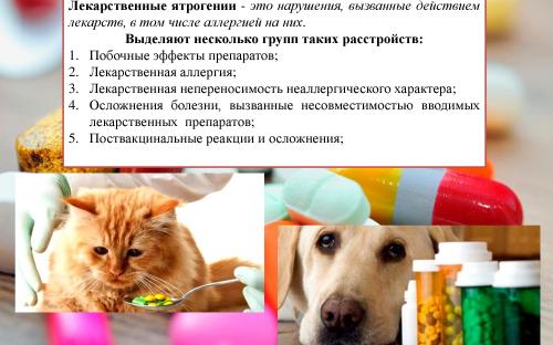 Ятрогения в ветеринарной медицине