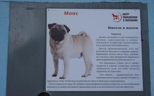 Скульптуры животных, дорожки-"лапы" и автоматы обмена пластика на корм: на ХТЗ появился pet-friendly двор