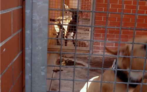 Выгульная часть вольера, где собакам полагается справлять свои нужды