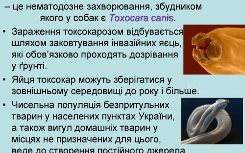 Токсокароз собак 