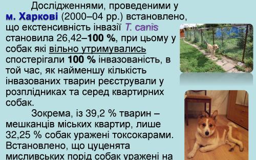 Токсокароз собак 