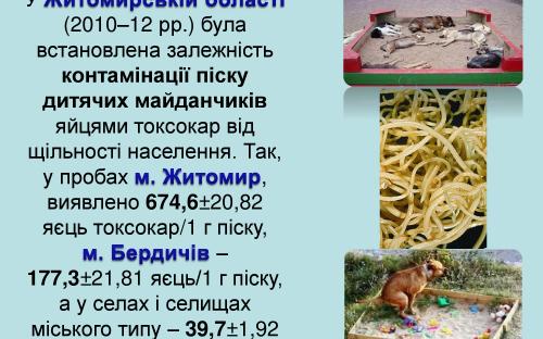 Токсокароз собак 