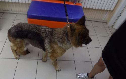 Новообразования (опухоли) яичников: заболеваемость и факторы риска