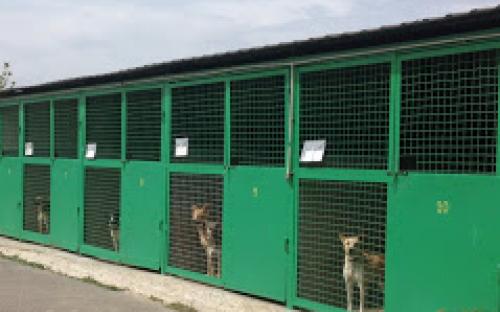 Помощь приюту для животных