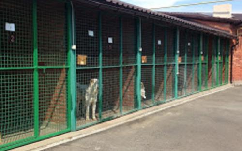 Помощь приюту для животных