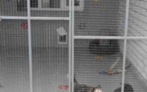 Помощь приюту для животных