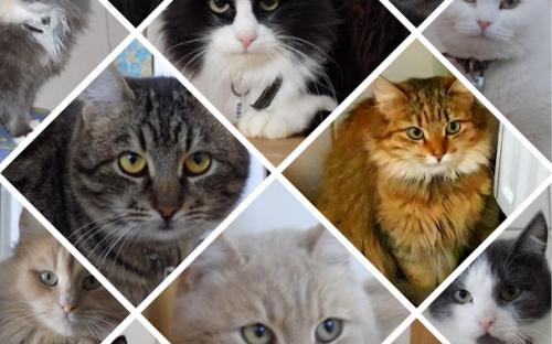 Помощь приюту для животных