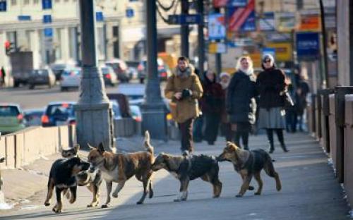 Ю. Шаповалова, директор КП "Центр обращения с животными" стала гостем газеты "Харьковские известия". 