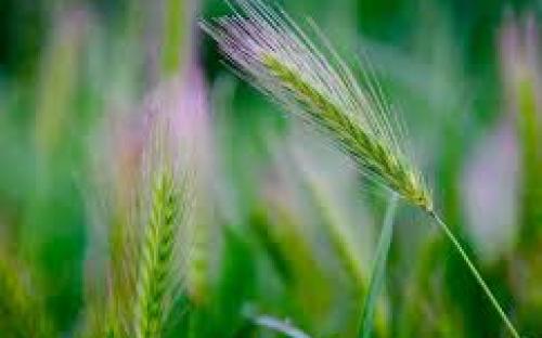 Осторожно, устюг!