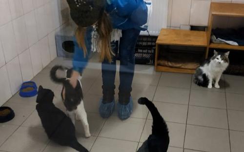 Каждое воскресенье Приют для содержания бездомных животных ждет всех желающих!