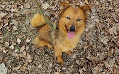 Все больше харьковчан приезжает выгулять питомцев Харьковского муниципального приюта бездомных животных