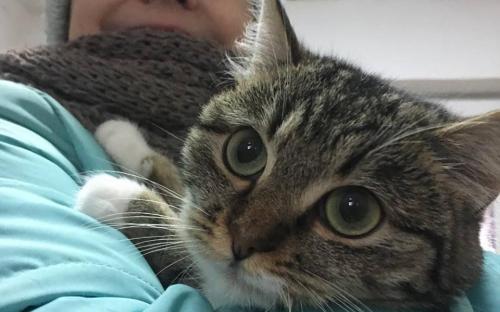 Все больше харьковчан приезжает выгулять питомцев Харьковского муниципального приюта бездомных животных