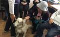 Канистерапия КП Центр обращения с животными Харьков