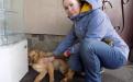 С начала года 85 собак и 94 кошки покинули муниципальный приют и стали домашними