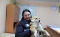 С начала года 85 собак и 94 кошки покинули муниципальный приют и стали домашними