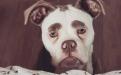 собака с грустной мордочкой