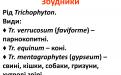Распространение и видовой состав возбудителей дерматомикозов мелких домашних животных в. Харькове