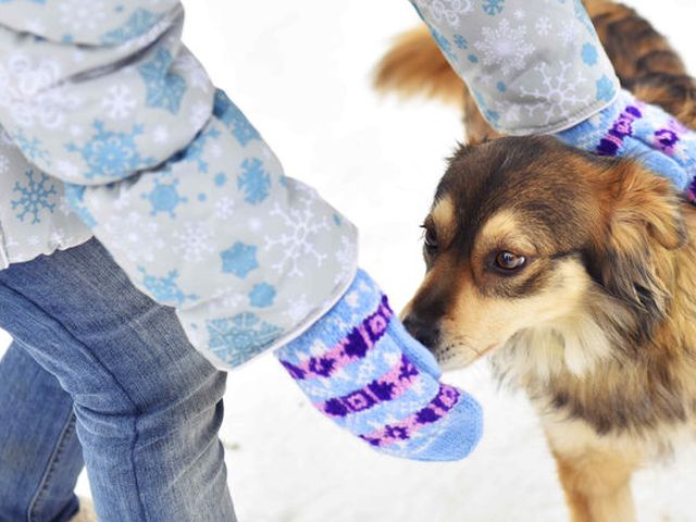 КП "Центр обращения с животными" приглашает журналистов СМИ города в приют посмотреть, как зимуют животные