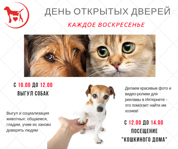 Каждое воскресенье Приют для содержания бездомных животных ждет всех желающих!