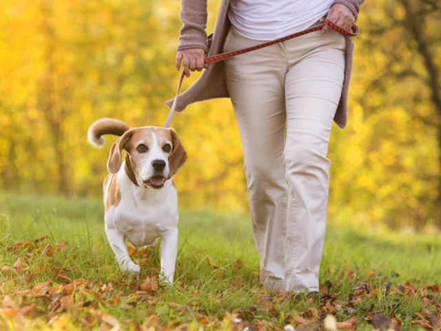 В Киеве хотят по-новому заняться бездомными собаками и котами