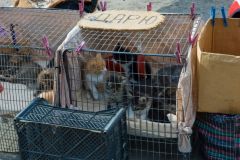 коробочники