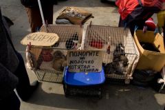 коробочники