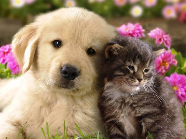 Домашние животные или кому в Италии жить хорошо?